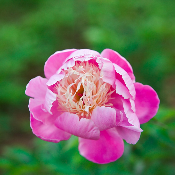 芍藥根什么時(shí)候種植比較好