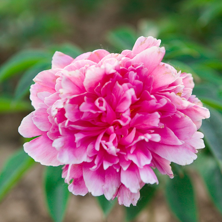 東北地區(qū)芍藥花種子的種植方法