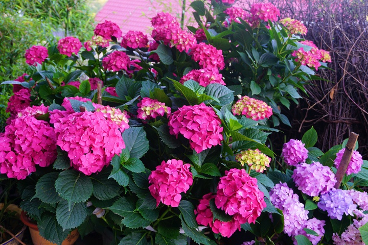 繡球老樁會(huì)開(kāi)花嗎？