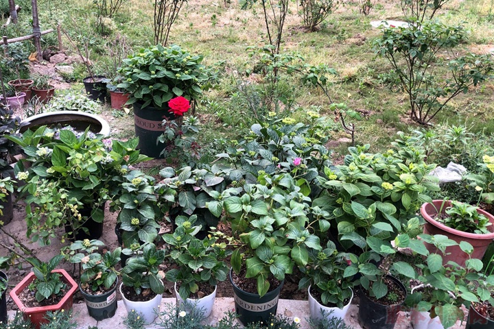 繡球老樁會(huì)開(kāi)花嗎？