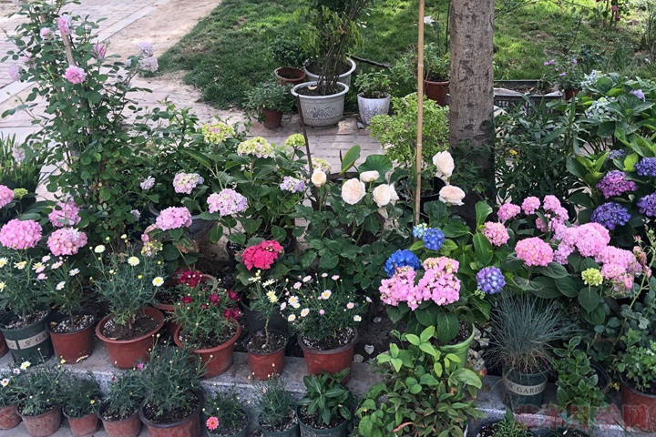 繡球老樁會(huì)開(kāi)花嗎？