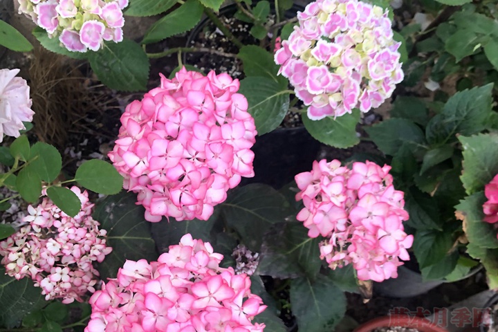 繡球花的花語，不同花色的繡球花花語