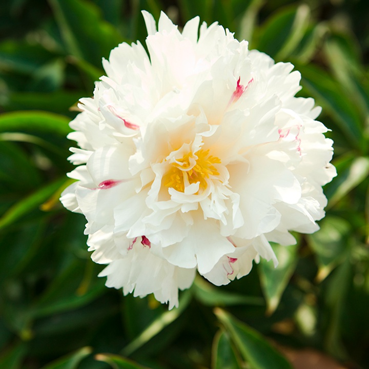 芍藥花什么時候開花，什么時候種植