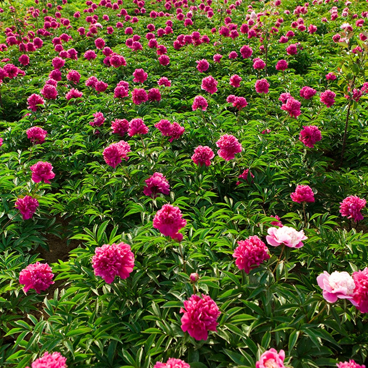 芍藥花什么時候開花，什么時候種植