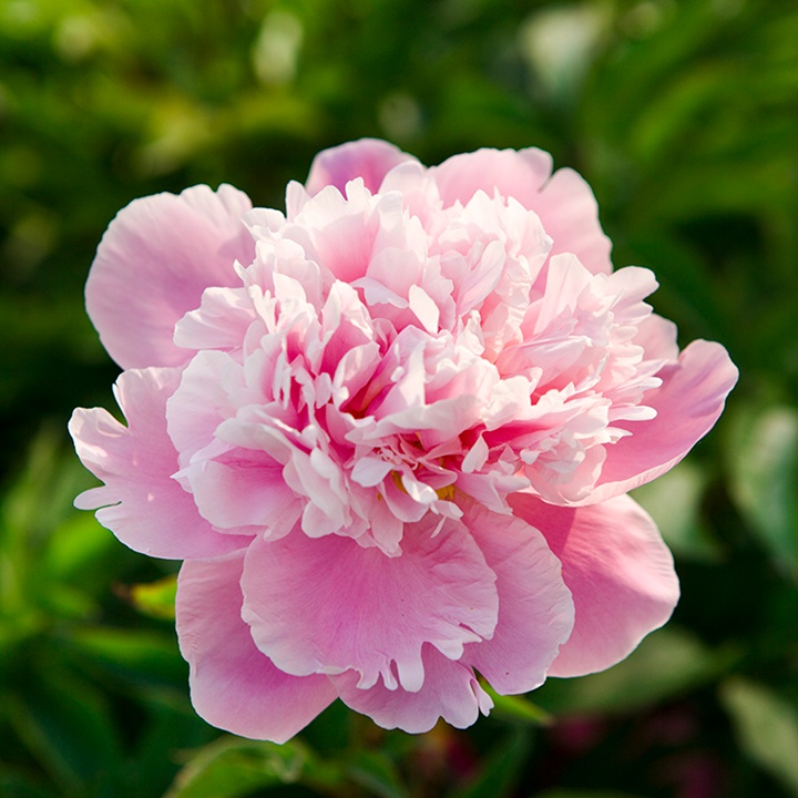 芍藥花什么時候開花，什么時候種植