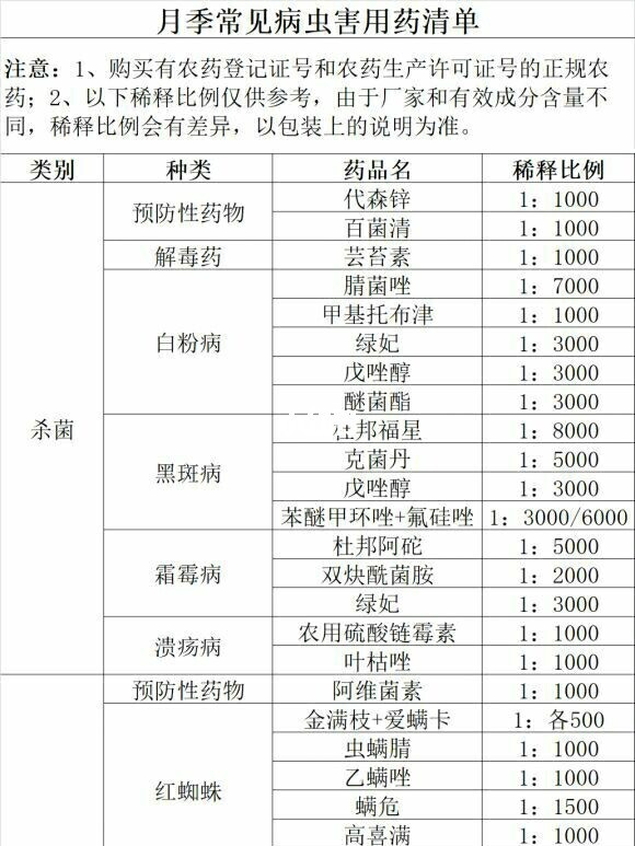 一張圖詳細(xì)教你怎么打造爆花盆栽月季