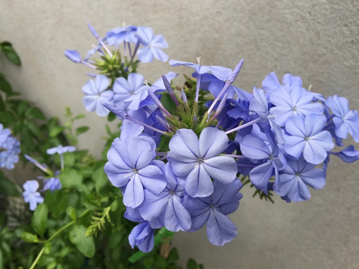 藍雪花