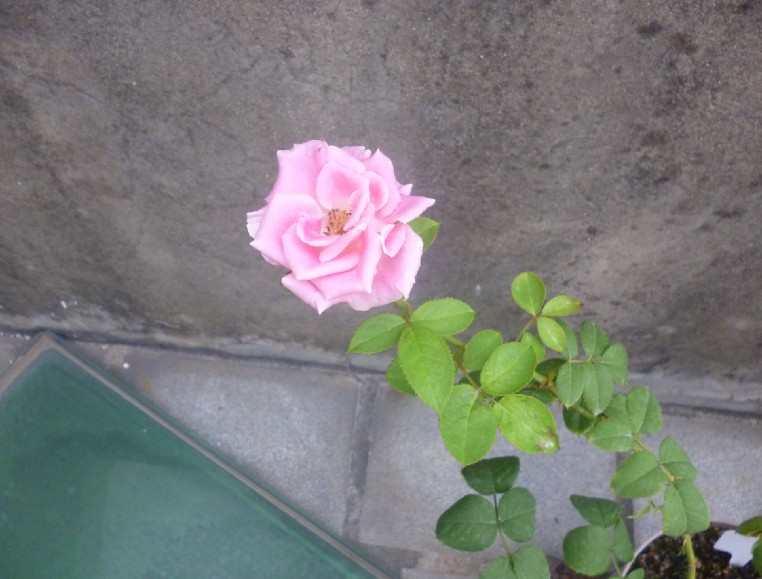 瑪利亞月季種植經(jīng)驗分享
