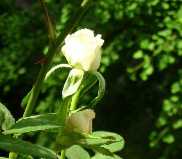 瑪利亞月季種植經(jīng)驗分享