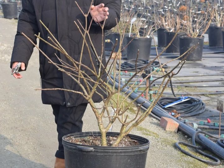 圓錐繡球修剪什么進行時候比較好