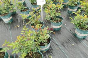 淘寶哪家的月季花苗好？