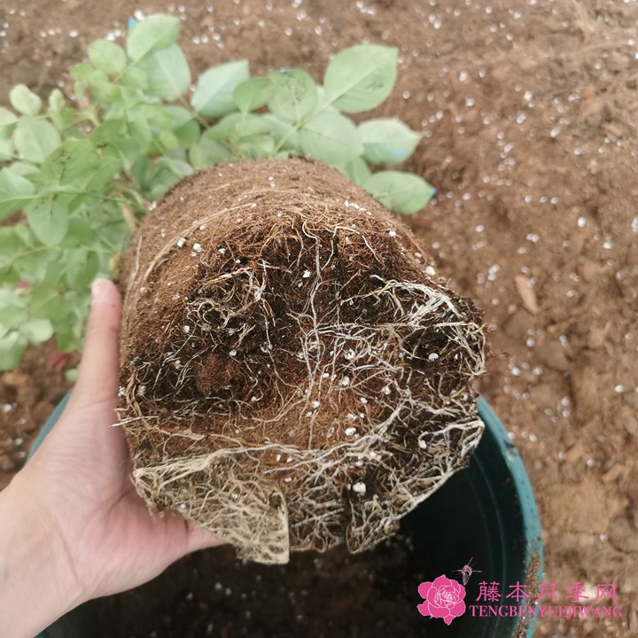 如何判斷月季需要換盆了？