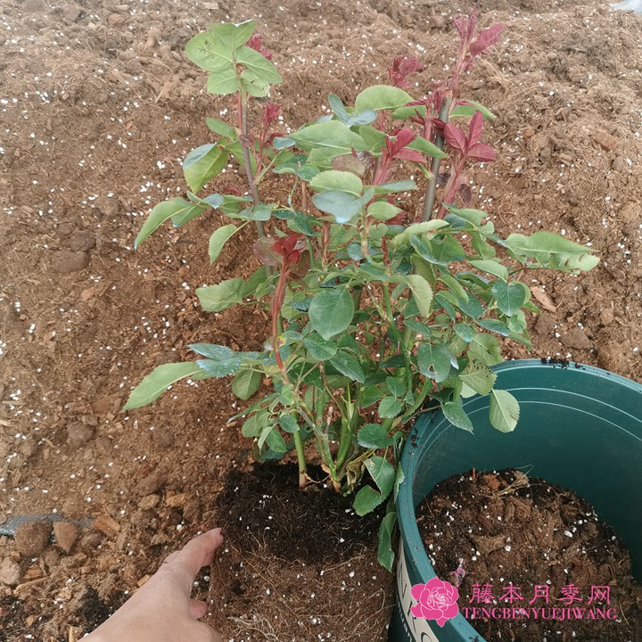 如何判斷月季需要換盆了？