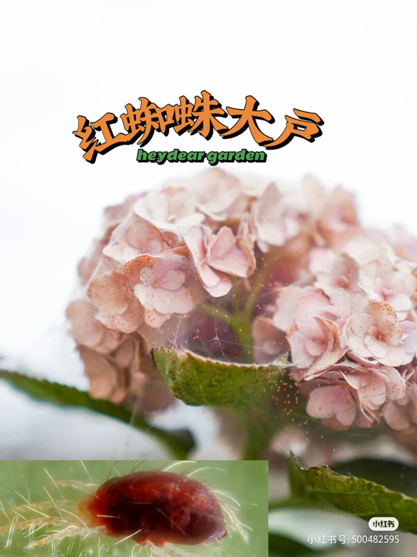 養(yǎng)啥啥不行，養(yǎng)紅蜘蛛第一名