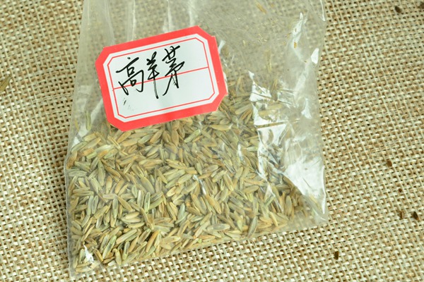 高羊茅種子