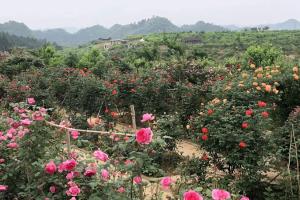 藤本月季夏秋復(fù)花經(jīng)驗(yàn)分享