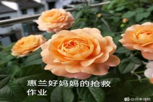 花友春花搶救案例（果汁陽臺(tái)1個(gè)月的蛻變）