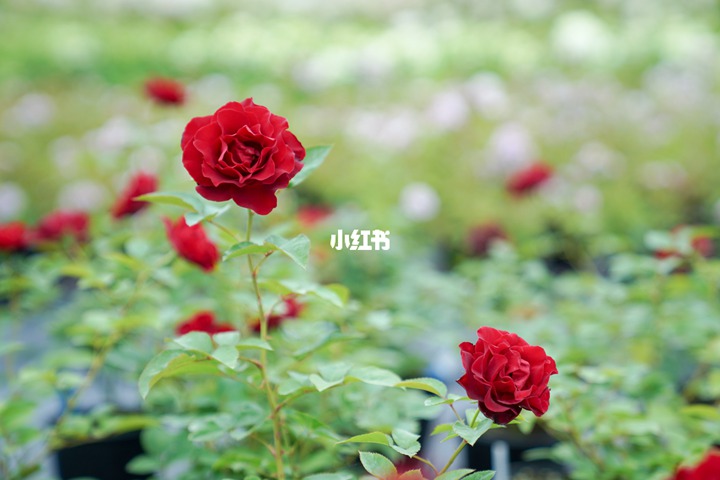 夏季表現(xiàn)也優(yōu)秀的月季花推薦！