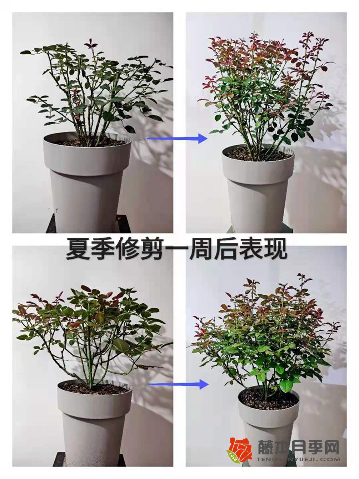 大神分享月季夏季修剪養(yǎng)護技巧