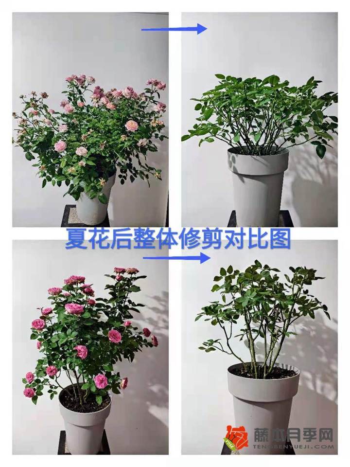 大神分享月季夏季修剪養(yǎng)護技巧