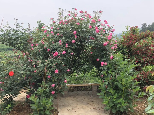 為什么喜歡種月季的花友越來(lái)越多？
