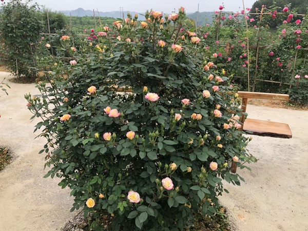 為什么喜歡種月季的花友越來(lái)越多？
