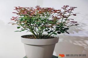 月季底部的葉子需要擼掉嗎？