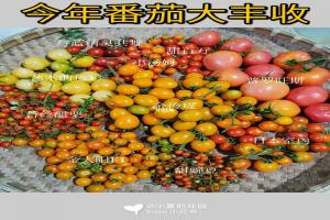 網(wǎng)紅品種番茄種植體驗(yàn)+品種口味測評(píng)