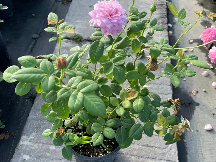 月季花養(yǎng)護管理需要了解的四點！