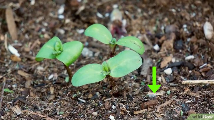 向日葵種子的種植時間和種植方法