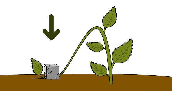 繡球花的四種繁殖方法（多圖詳解）