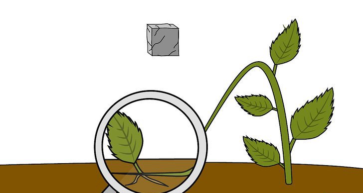 繡球花的四種繁殖方法（多圖詳解）