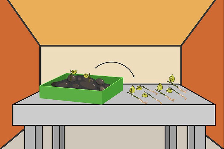 辣椒種子的育苗方法及種植技巧