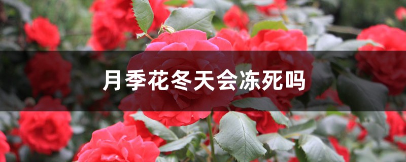 月季花冬天會不會凍死