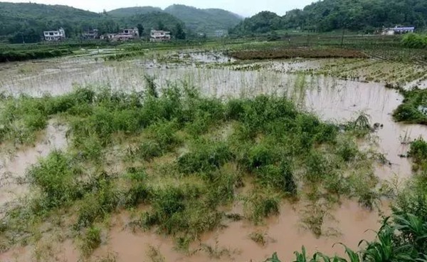 大雨過(guò)后草坪、苗木的養(yǎng)護(hù)和復(fù)壯管理