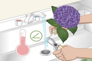如何讓繡球花一直旺盛生長(zhǎng)