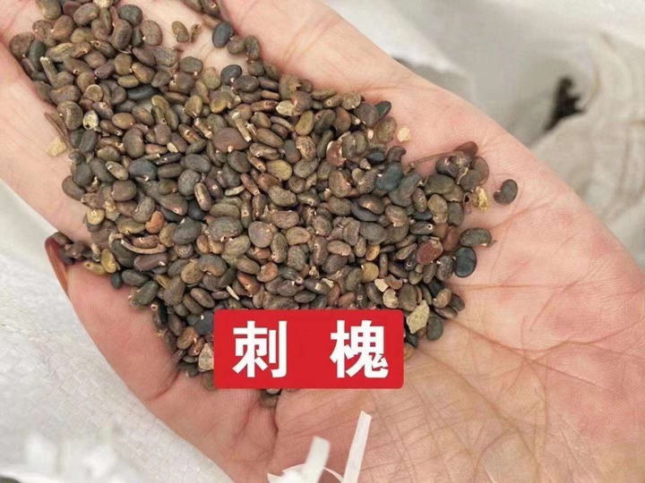 常用的護坡灌木種子有哪些？