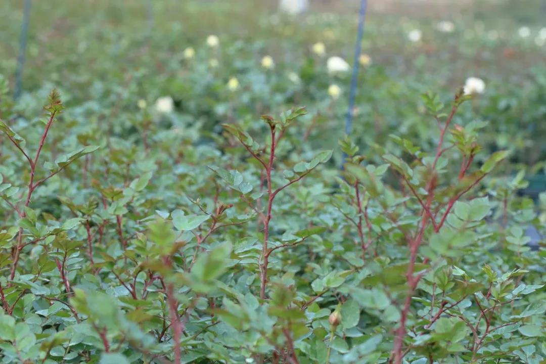 月季秋季復(fù)花指南