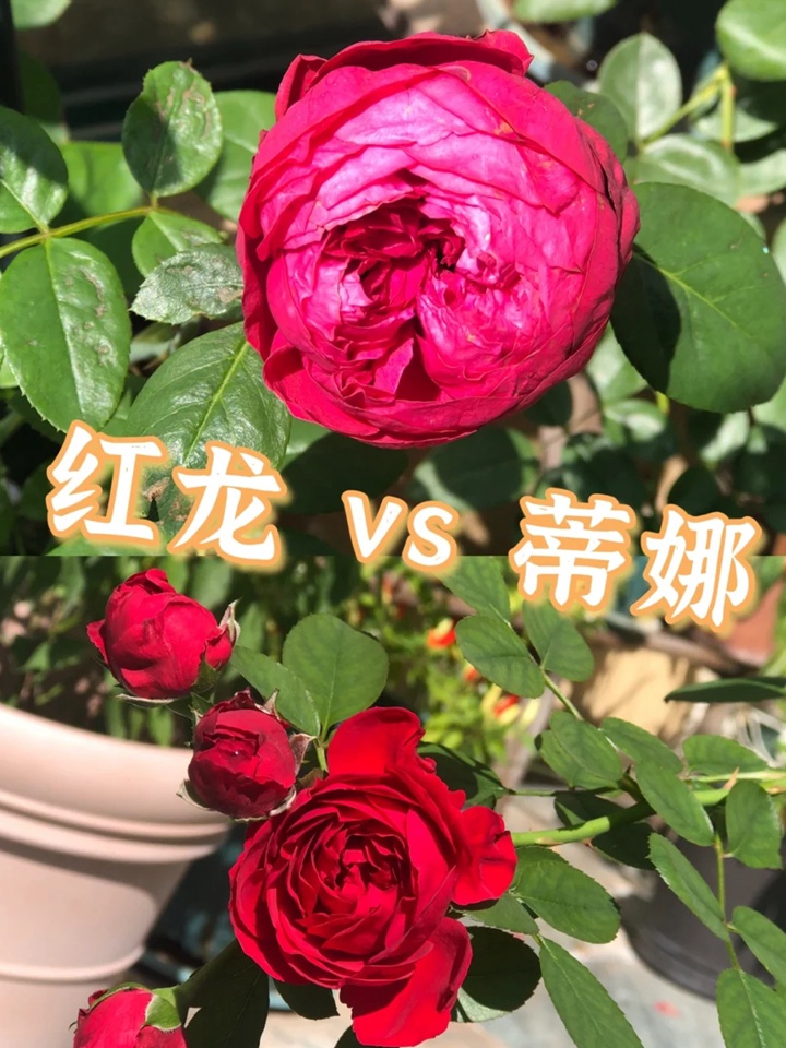 紅色龍沙寶石和佛羅侖蒂娜哪個好？