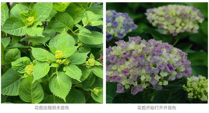 繡球花種植養(yǎng)護(hù)需要注意事八大事項(xiàng)