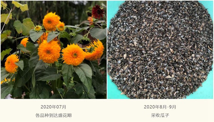 向日葵種子種植經(jīng)驗分享