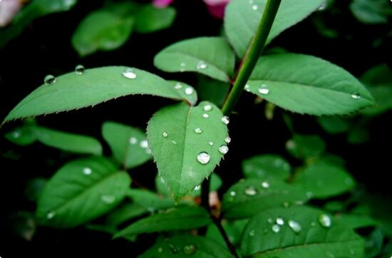 月季和玫瑰的區(qū)別圖解（多圖對比）