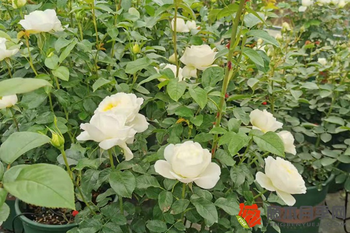 白色月季花語是什么？
