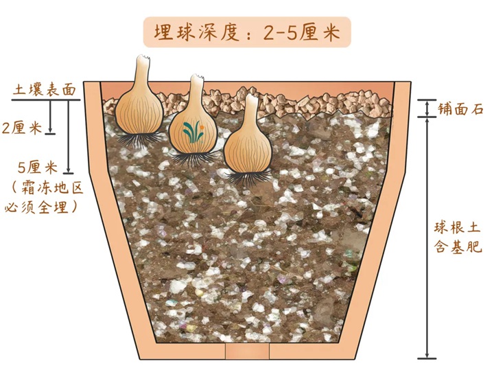 風雨蘭終極爆花種植方法（多圖干貨）