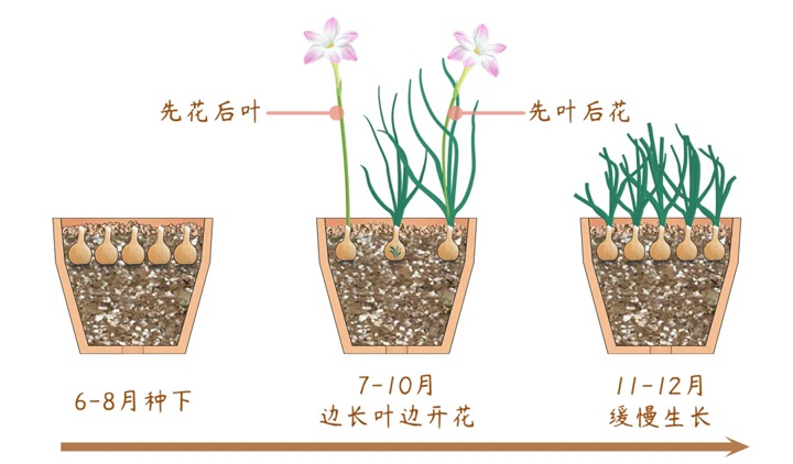 風雨蘭終極爆花種植方法（多圖干貨）