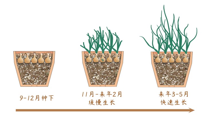 風雨蘭終極爆花種植方法（多圖干貨）