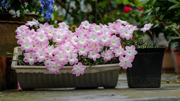 風雨蘭終極爆花種植方法（多圖干貨）