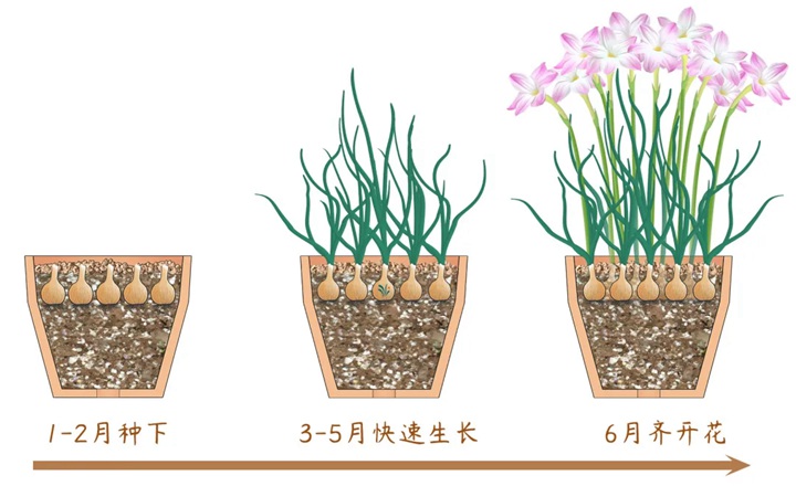 風雨蘭終極爆花種植方法（多圖干貨）