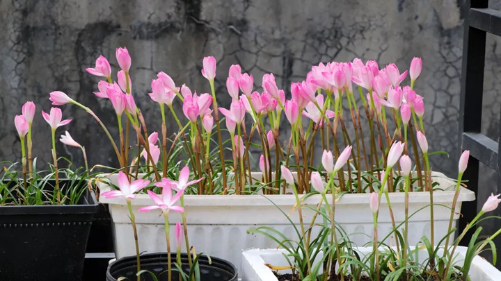 風雨蘭終極爆花種植方法（多圖干貨）