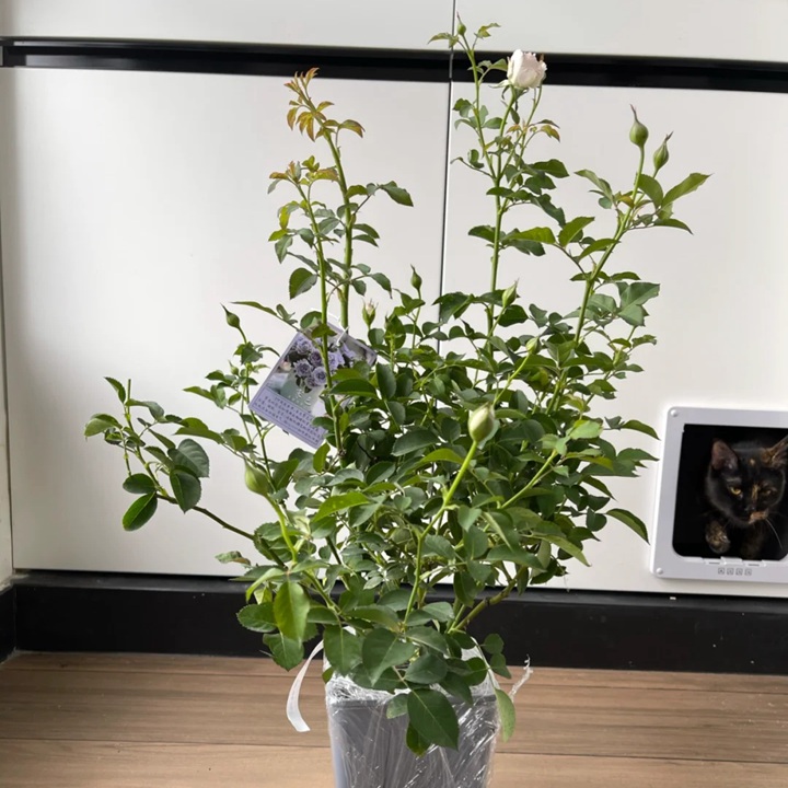 霽色月季2.5L扦插苗開(kāi)箱